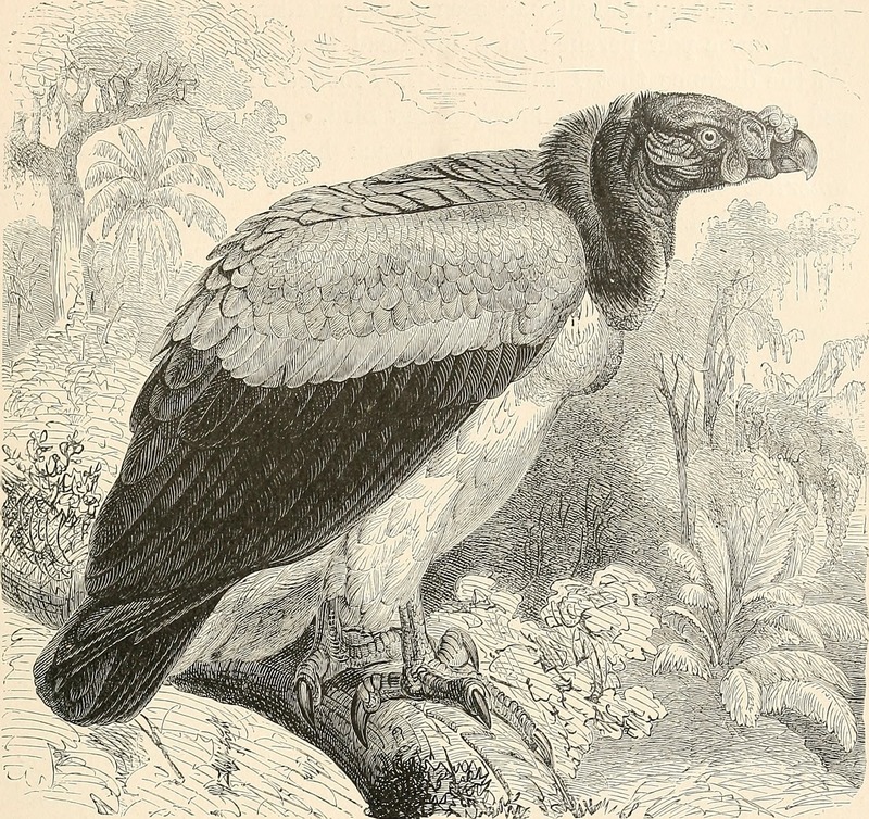 A flying trip to the tropics. A record of an ornithological visit to the United States of Colombia, South America and to the island of Curaçao, West Indies, in the year 1892 (1895) (14748068231).jpg