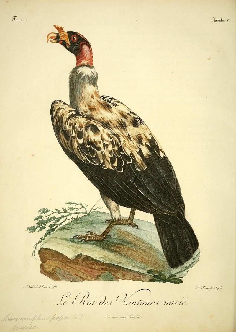 Histoire naturelle des oiseaux d'Afrique (8597069249).jpg
