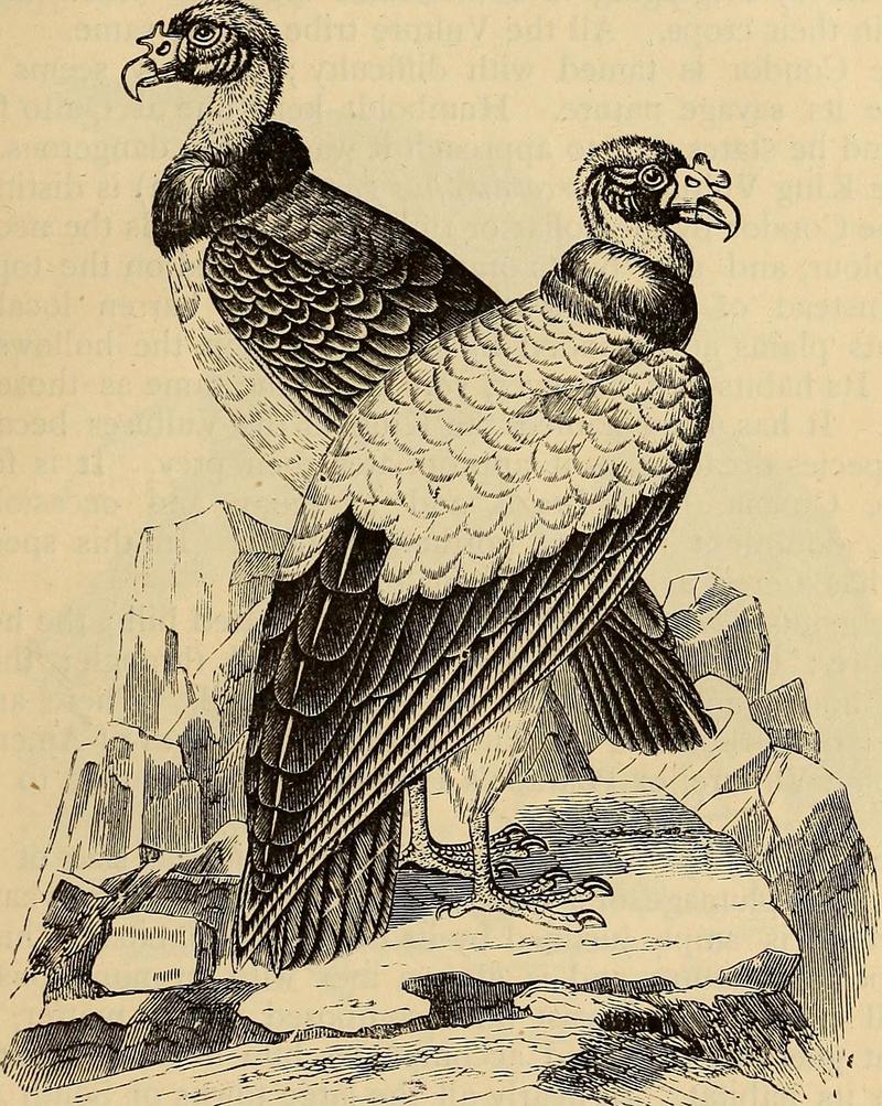 Reptiles and birds. A popular account of the various orders; with a description of the habits and economy of the most interesting. (1873) (14749453382).jpg