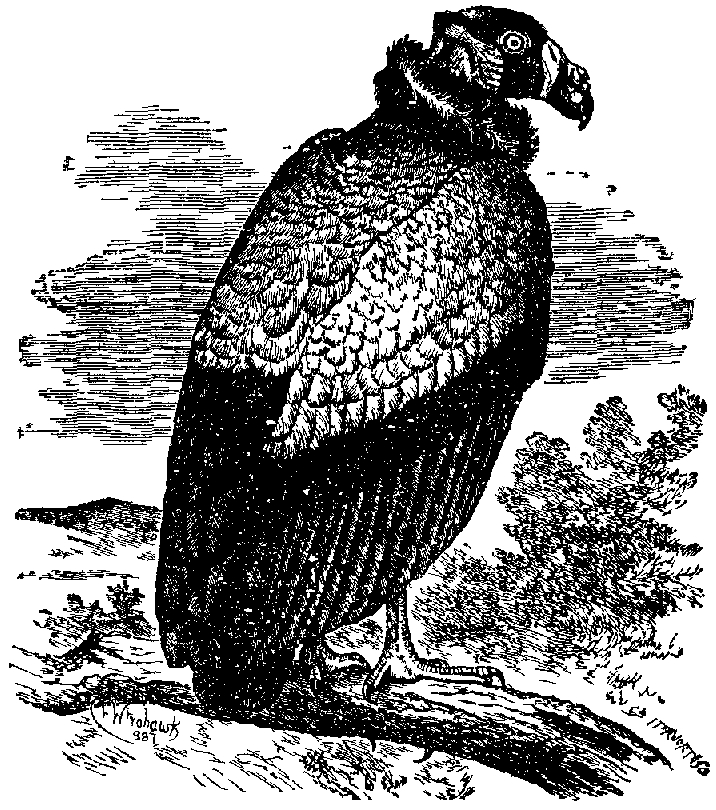 Vulture EB1911.png