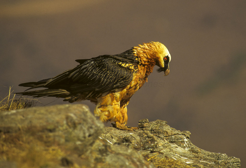 Bearded Vulture - Giant Castle 010001 (15280863060) - bearded vulture, lammergeier, ossifrage (Gypaetus barbatus).jpg
