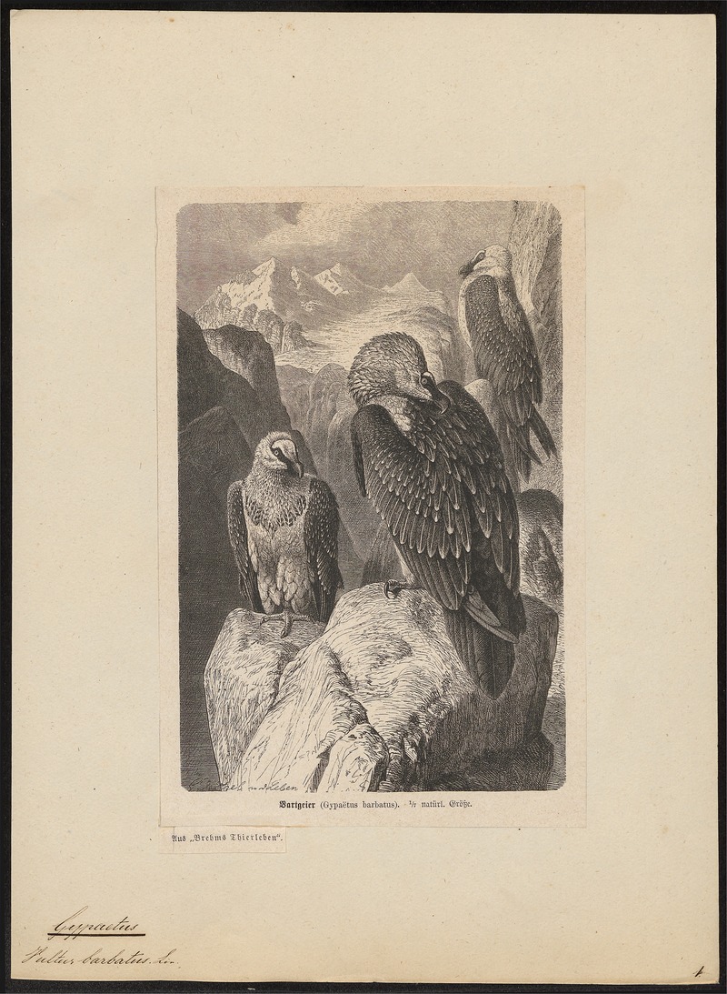 Gypaëtus barbatus - 1700-1880 - Print - Iconographia Zoologica - Special Collections University of Amsterdam - UBA01 IZ18100005.jpg