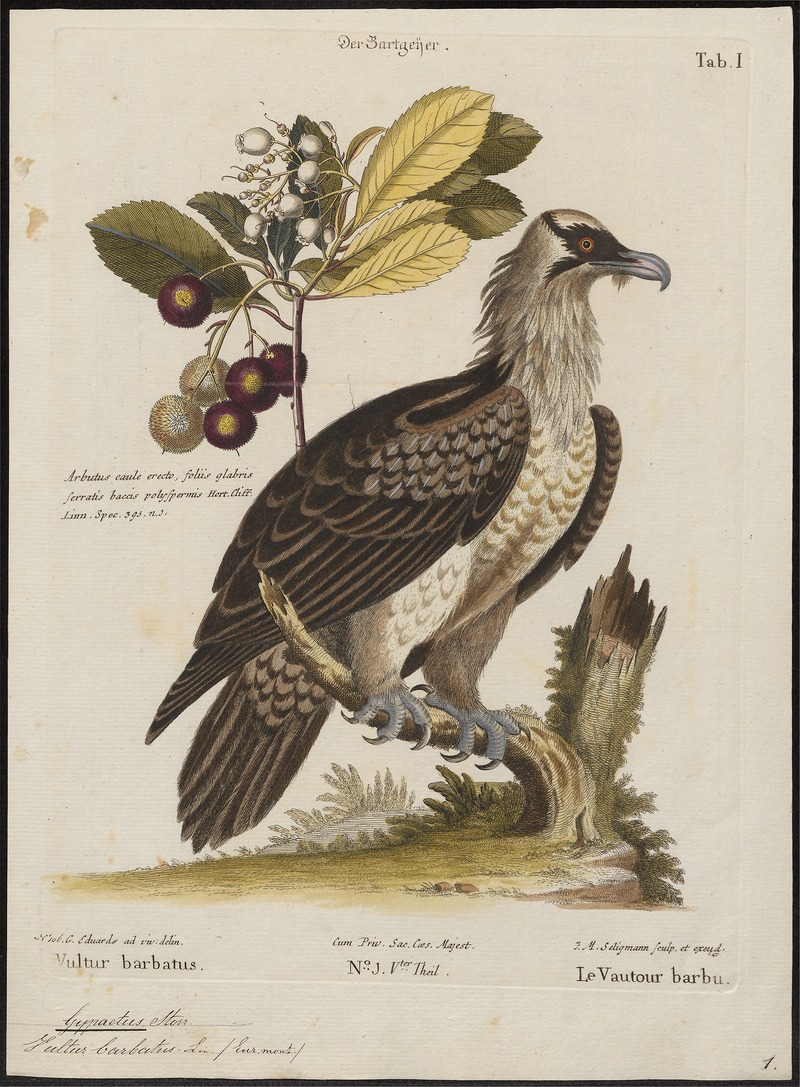 Gypaëtus barbatus - 1700-1880 - Print - Iconographia Zoologica - Special Collections University of Amsterdam - UBA01 IZ18100009.jpg