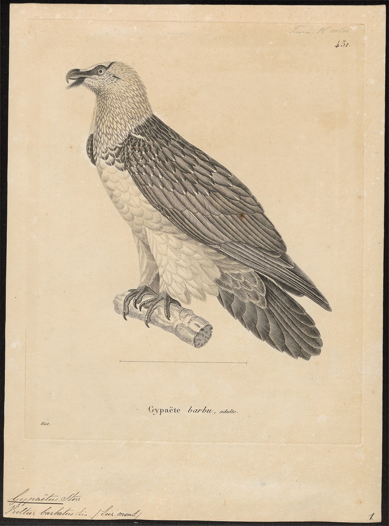 Gypaëtus barbatus - 1700-1880 - Print - Iconographia Zoologica - Special Collections University of Amsterdam - UBA01 IZ18100011.jpg