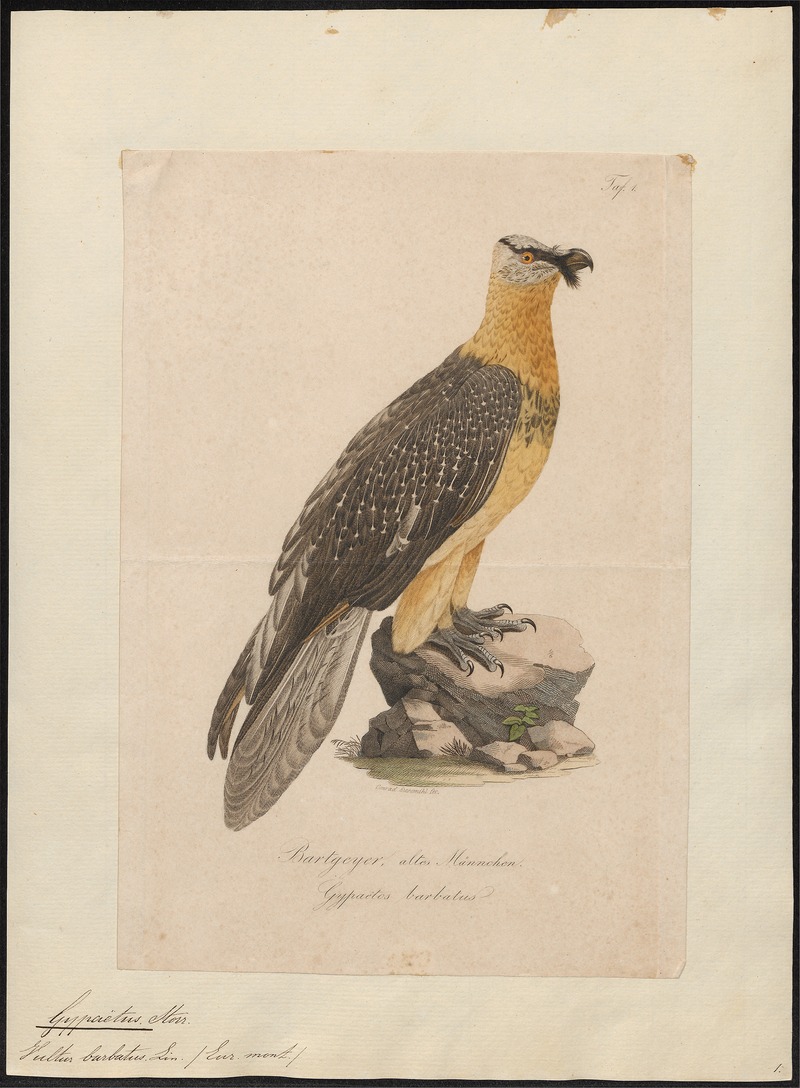 Gypaëtus barbatus - 1700-1880 - Print - Iconographia Zoologica - Special Collections University of Amsterdam - UBA01 IZ18100023.jpg