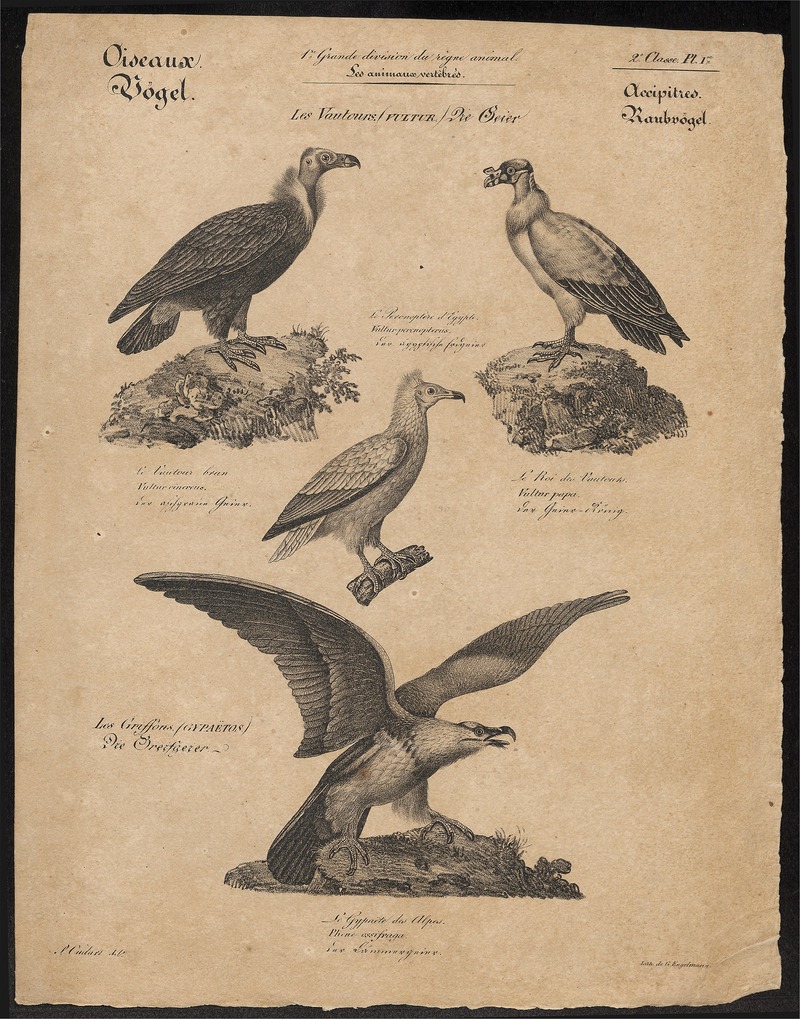 Gypaëtus barbatus - 1700-1880 - Print - Iconographia Zoologica - Special Collections University of Amsterdam - UBA01 IZ18100089.jpg