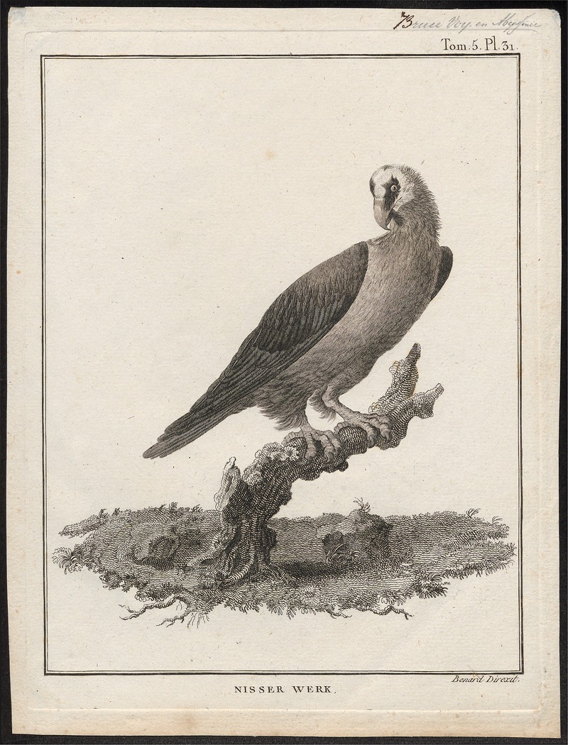 Gypaëtus barbatus - 1790-1832 - Print - Iconographia Zoologica - Special Collections University of Amsterdam - UBA01 IZ18100029.jpg