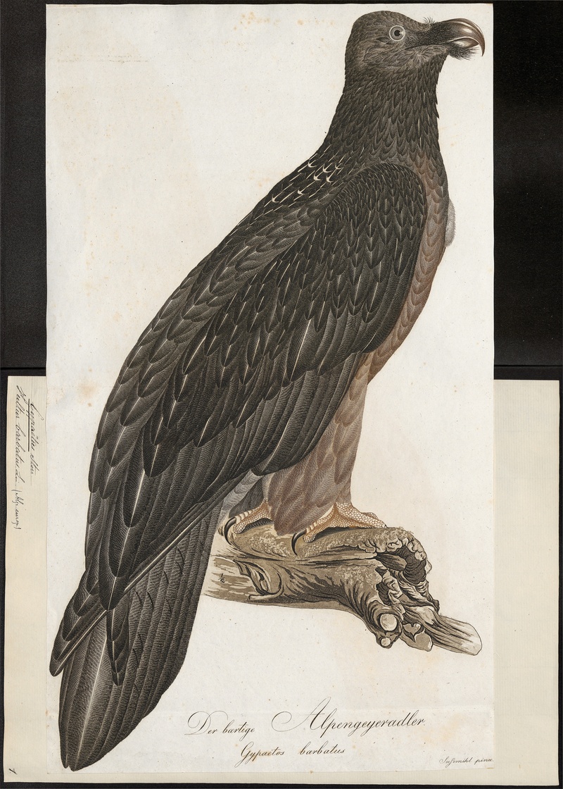 Gypaëtus barbatus - 1800-1812 - Print - Iconographia Zoologica - Special Collections University of Amsterdam - UBA01 IZ18100025.jpg