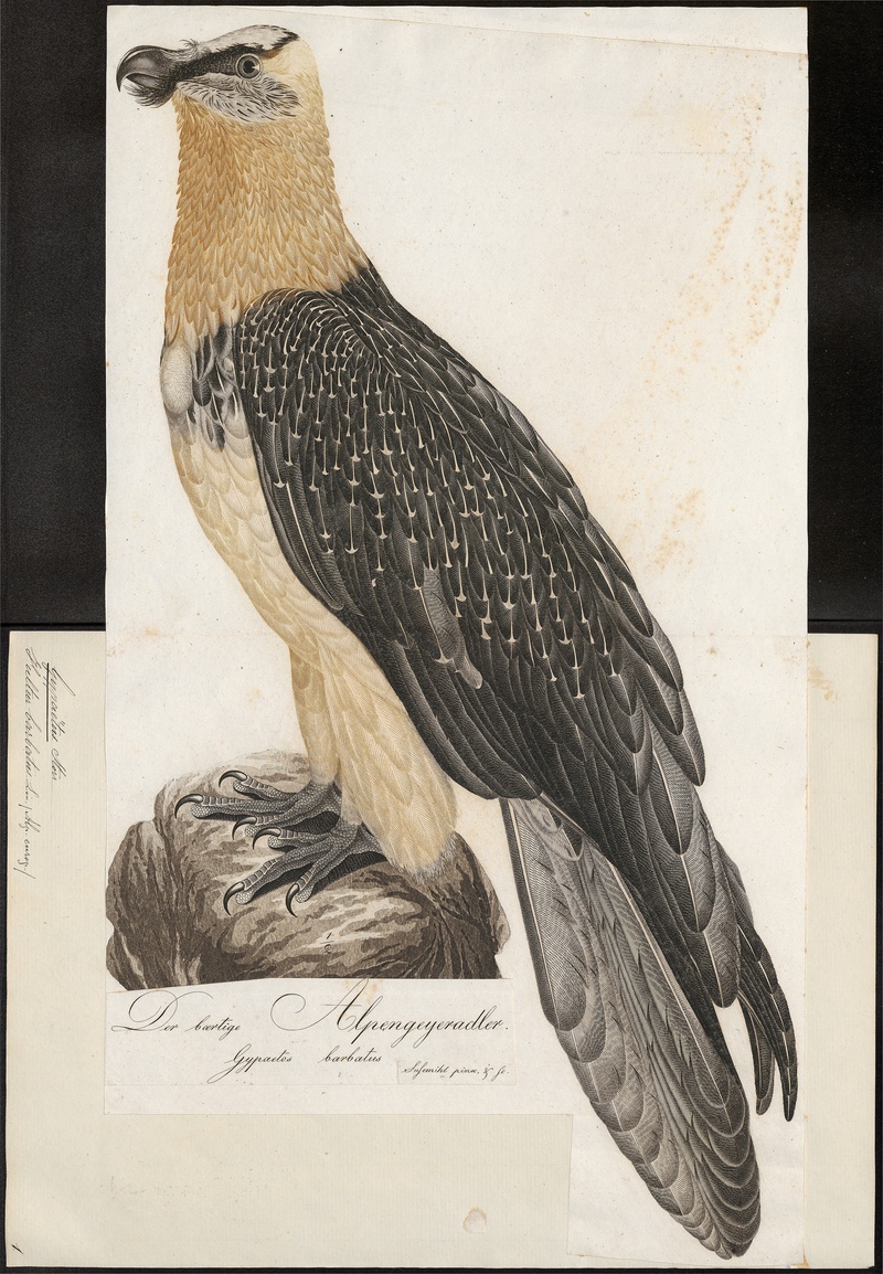 Gypaëtus barbatus - 1800-1812 - Print - Iconographia Zoologica - Special Collections University of Amsterdam - UBA01 IZ18100027.jpg