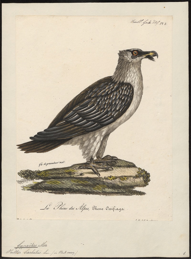 Gypaëtus barbatus - 1825-1834 - Print - Iconographia Zoologica - Special Collections University of Amsterdam - UBA01 IZ18100013.jpg