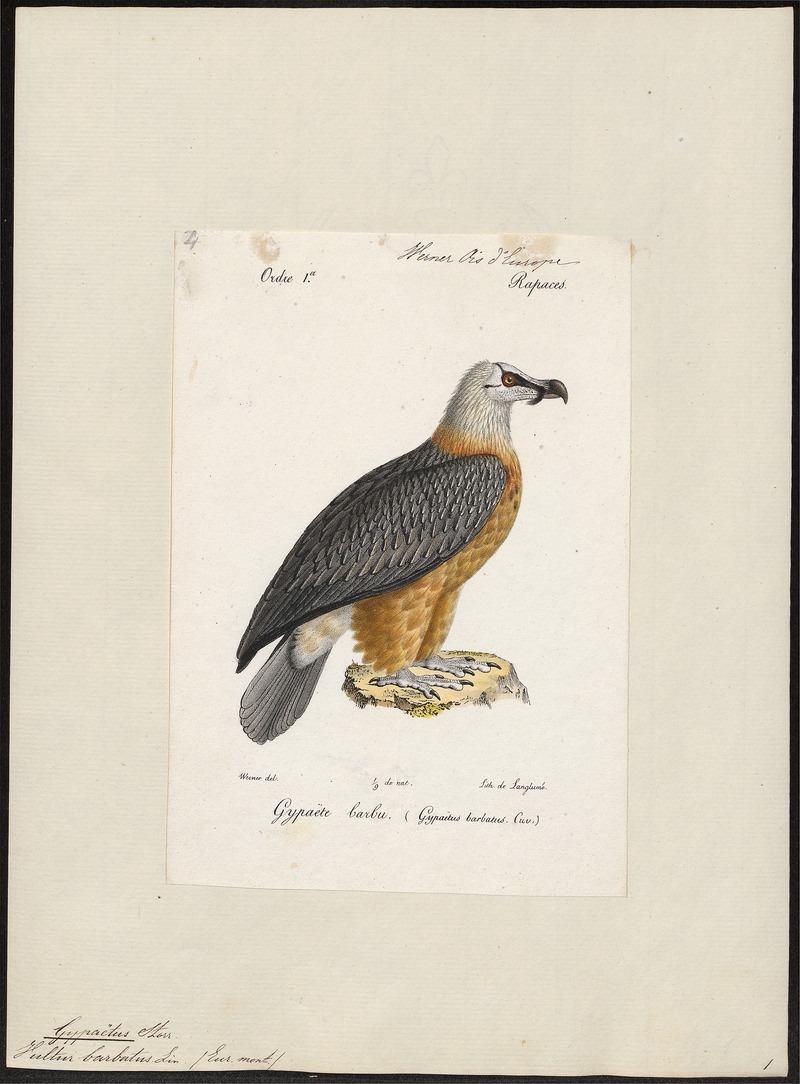 Gypaëtus barbatus - 1842-1848 - Print - Iconographia Zoologica - Special Collections University of Amsterdam - UBA01 IZ18100015.jpg