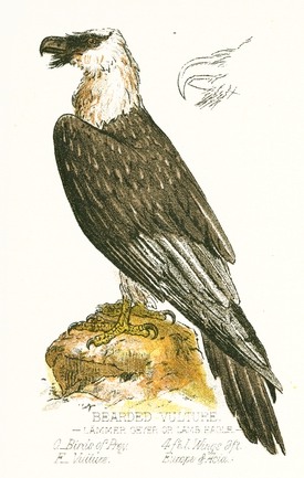 Bearded Vulture Illustration.jpg