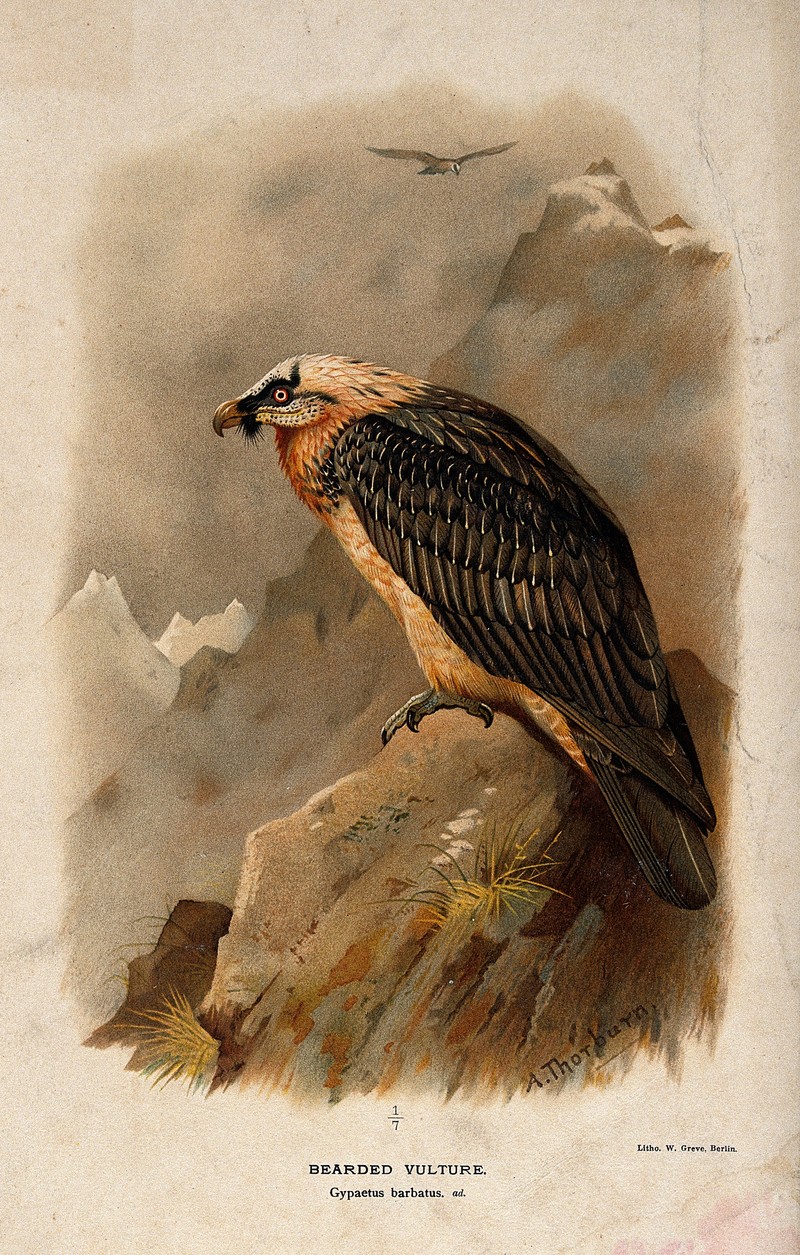A bearded vulture (Gypaetus barbatus). Chromolithograph by W Wellcome V0022224.jpg