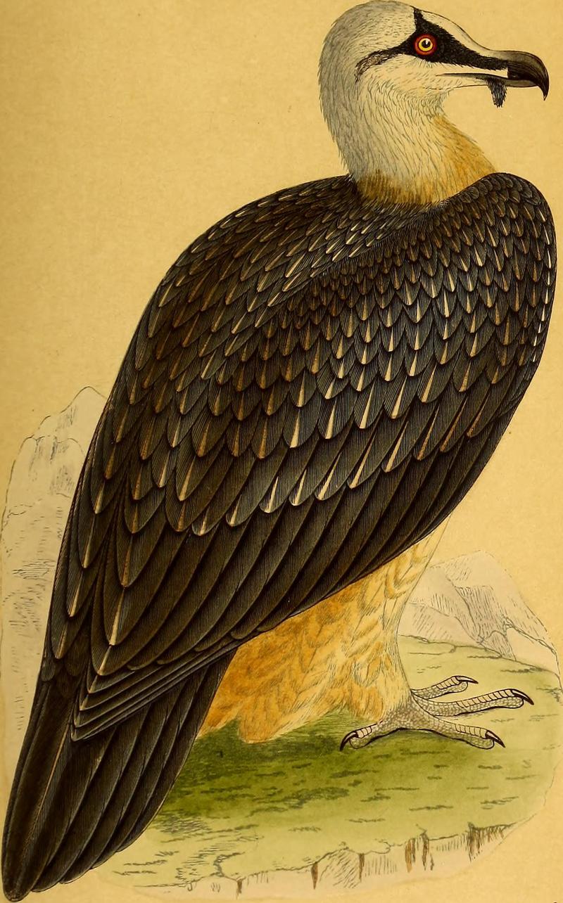 A history of the birds of Europe, not observed in the British Isles (1859) (14565028589).jpg