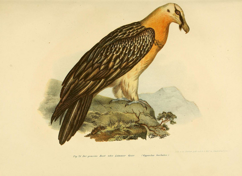 Bilder-atlas zur Wissenschaftlich-populären Naturgeschichte der Vögel in ihren sämmtlichen Hauptformen (Fig. 21) (6005170339).jpg