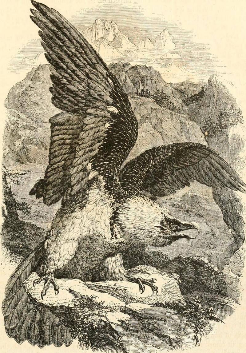 Cassell's natural history (1854) (14563920717).jpg