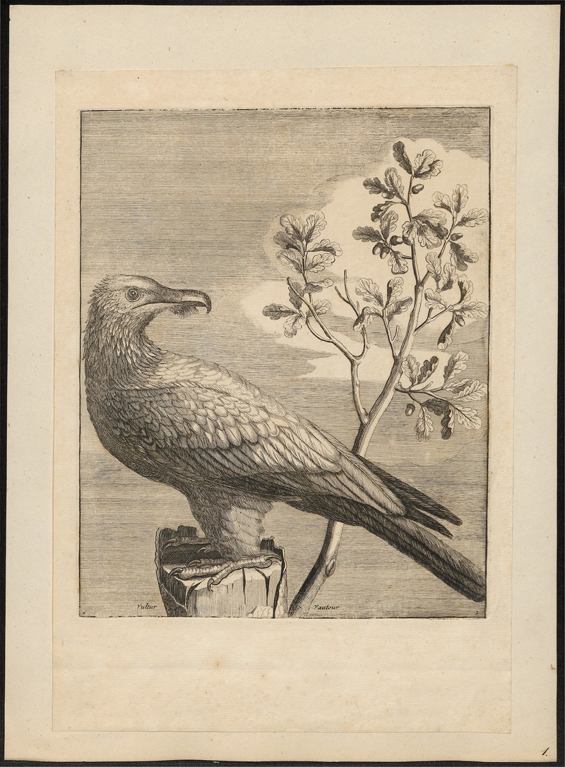 Gypaëtus barbatus - 1700-1880 - Print - Iconographia Zoologica - Special Collections University of Amsterdam - UBA01 IZ18100007.jpg