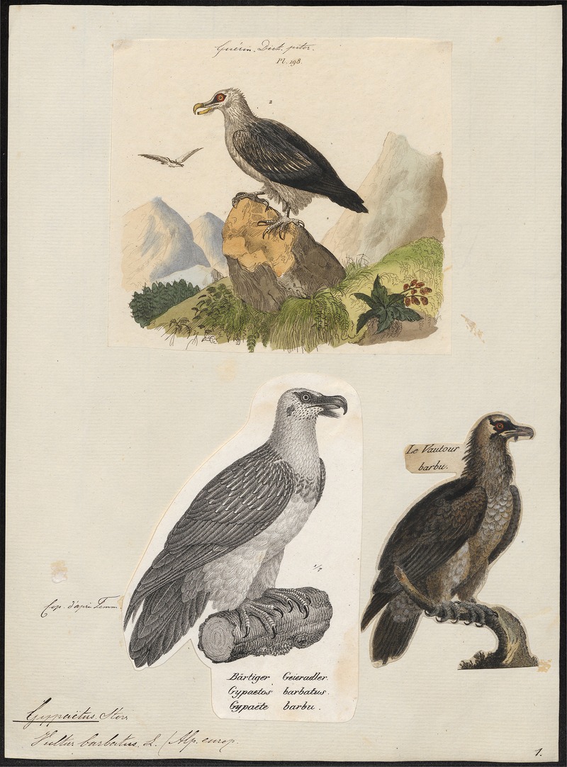 Gypaëtus barbatus - 1700-1880 - Print - Iconographia Zoologica - Special Collections University of Amsterdam - UBA01 IZ18100017.jpg