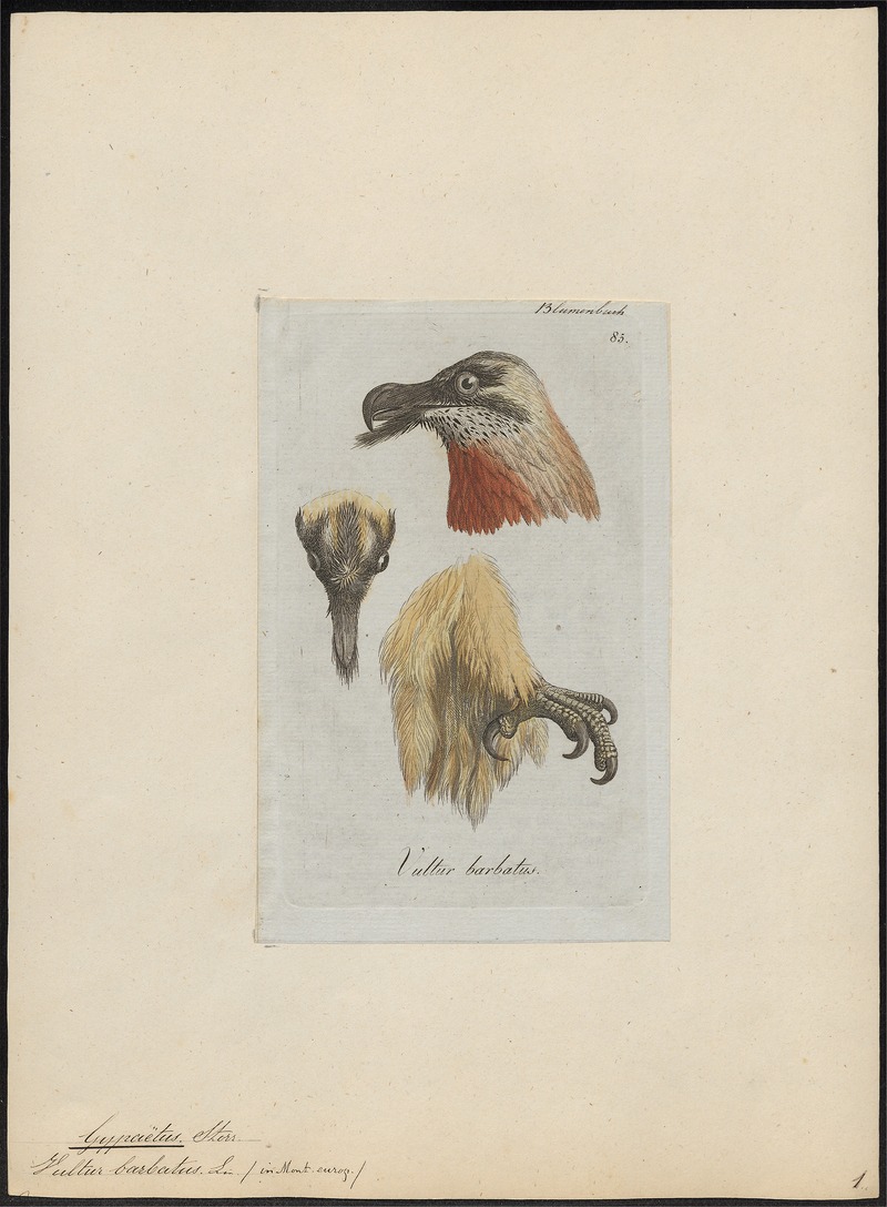 Gypaëtus barbatus - 1810 - Print - Iconographia Zoologica - Special Collections University of Amsterdam - UBA01 IZ18100019.jpg