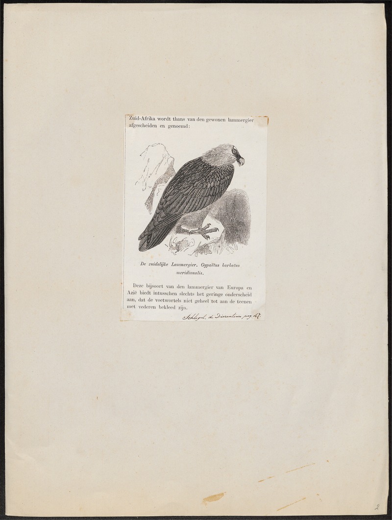 Gypaëtus barbatus - 1872 - Print - Iconographia Zoologica - Special Collections University of Amsterdam - UBA01 IZ18100003.jpg