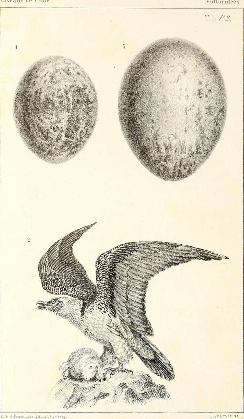 Ornithologie de la Savoie, ou, Histoire des oiseaux - qui vivent en Savoie a l'état sauvage soit constamment, soit passagèrement (1853) (14565155270).jpg