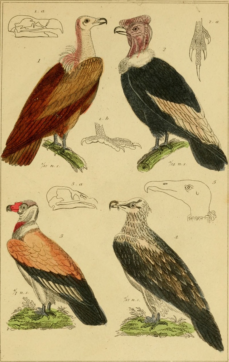 The animal kingdom, arranged according to its organization, serving as a foundation for the natural history of animals - and an introduction to comparative anatomy (Vol. 1) (1834) (17576254753).jpg