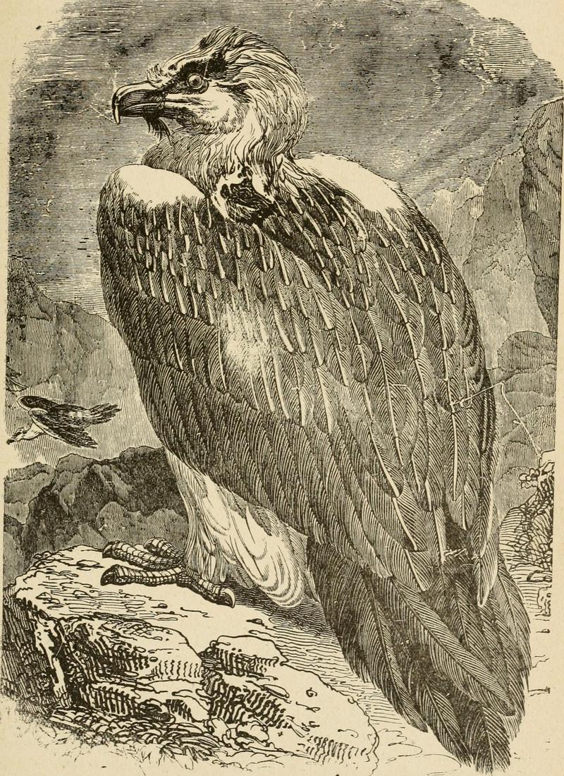 The history of birds - their varieties and oddities, comprising graphic descriptions of nearly all known species of birds, with fishes and insects, the world over, and illustrating their varied (14750309885).jpg