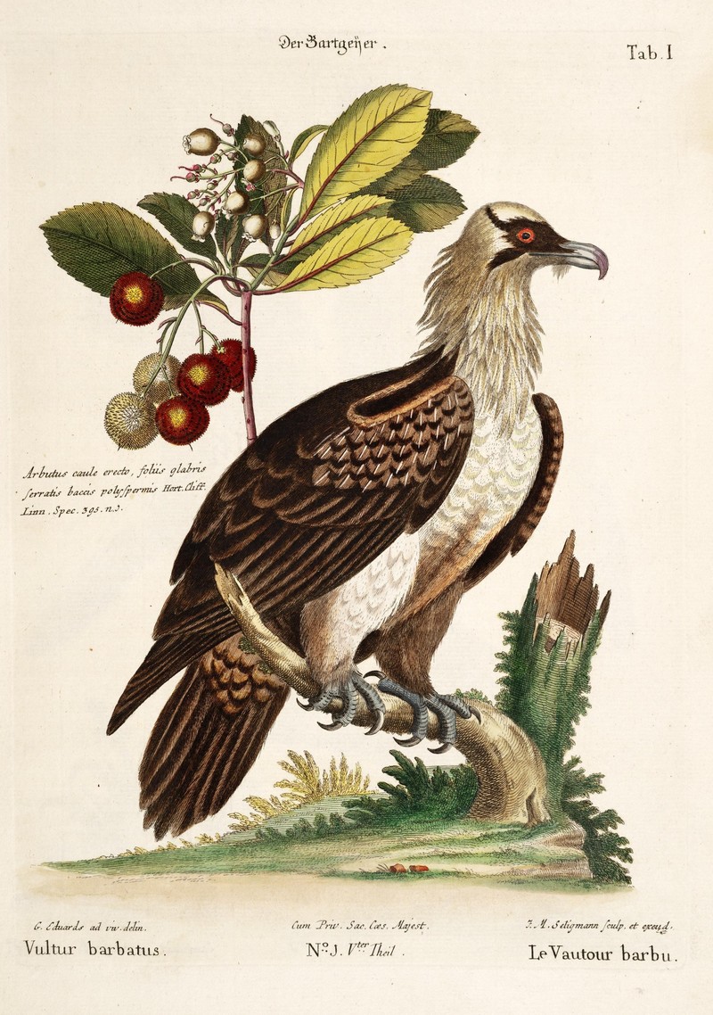 Verzameling van uitlandsche en zeldzaame vogelen (Tab. I) (8094173941).jpg