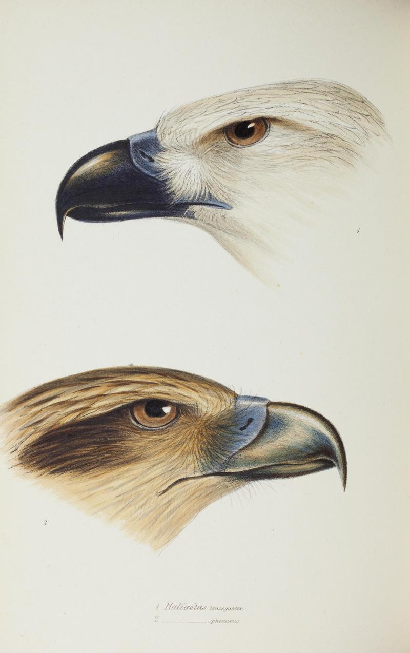 A synopsis of the birds of Australia, and the adjacent Islands BHL45925263.jpg