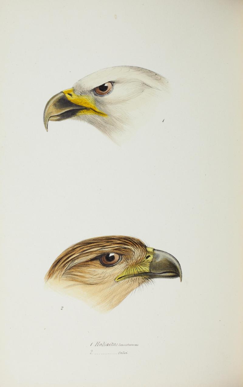 A synopsis of the birds of Australia, and the adjacent Islands BHL45925267.jpg
