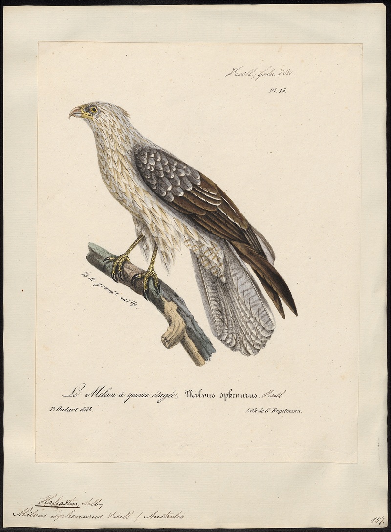 Haliastur sphenurus - 1825-1834 - Print - Iconographia Zoologica - Special Collections University of Amsterdam - UBA01 IZ18100352.jpg