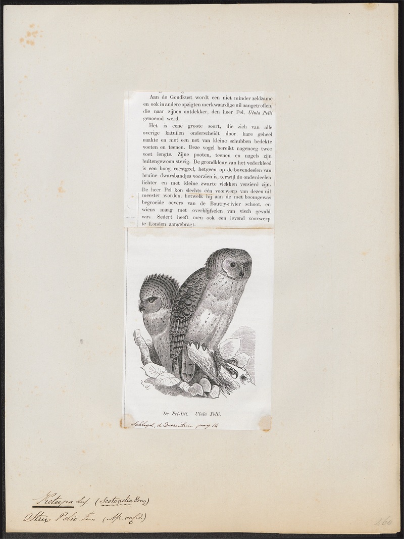 Ketupa peli - 1872 - Print - Iconographia Zoologica - Special Collections University of Amsterdam - UBA01 IZ18400119.jpg