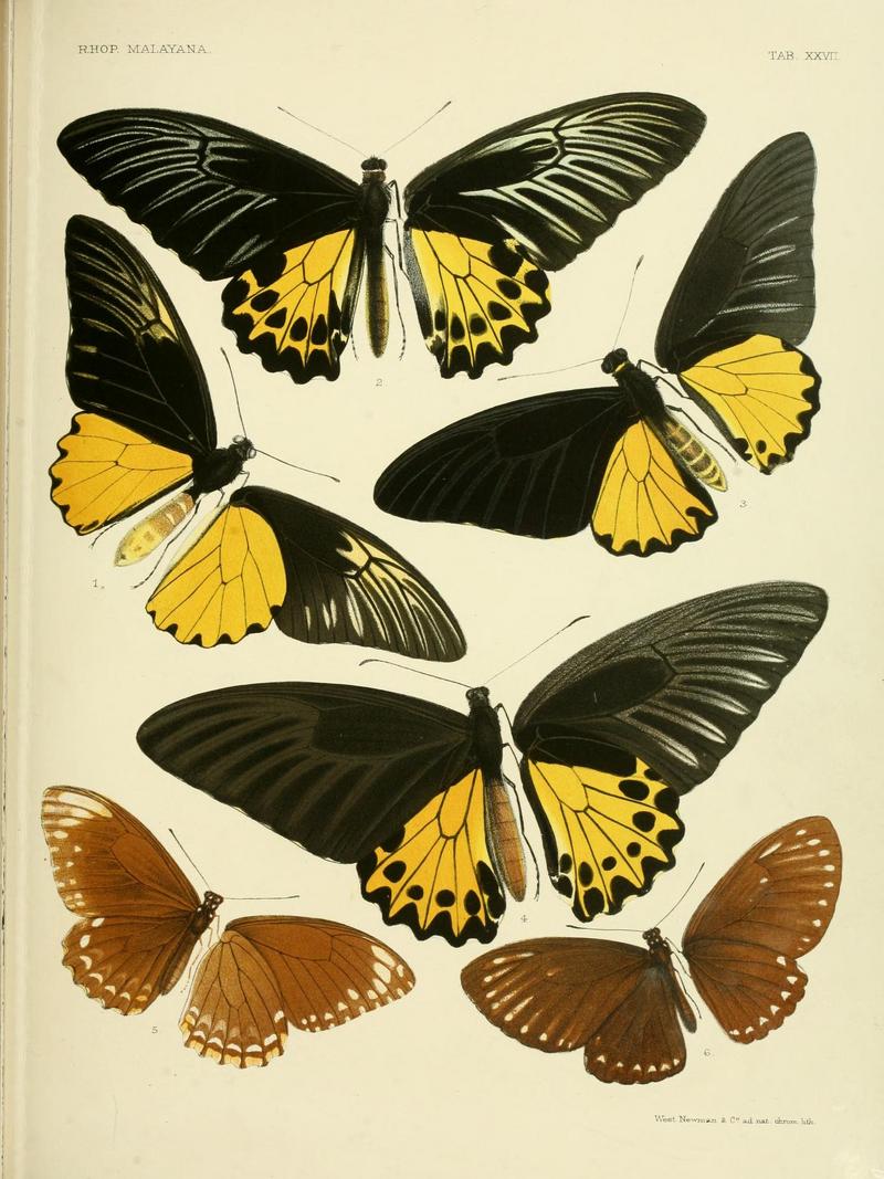 Rhopalocera.Malayana.Tab.XXVII.jpg