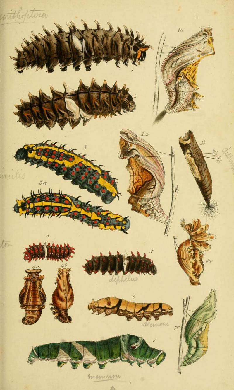 Horsfield.Moor.Catalogue.EastIndia.Company.Lepidoptera.Plate.II.jpg