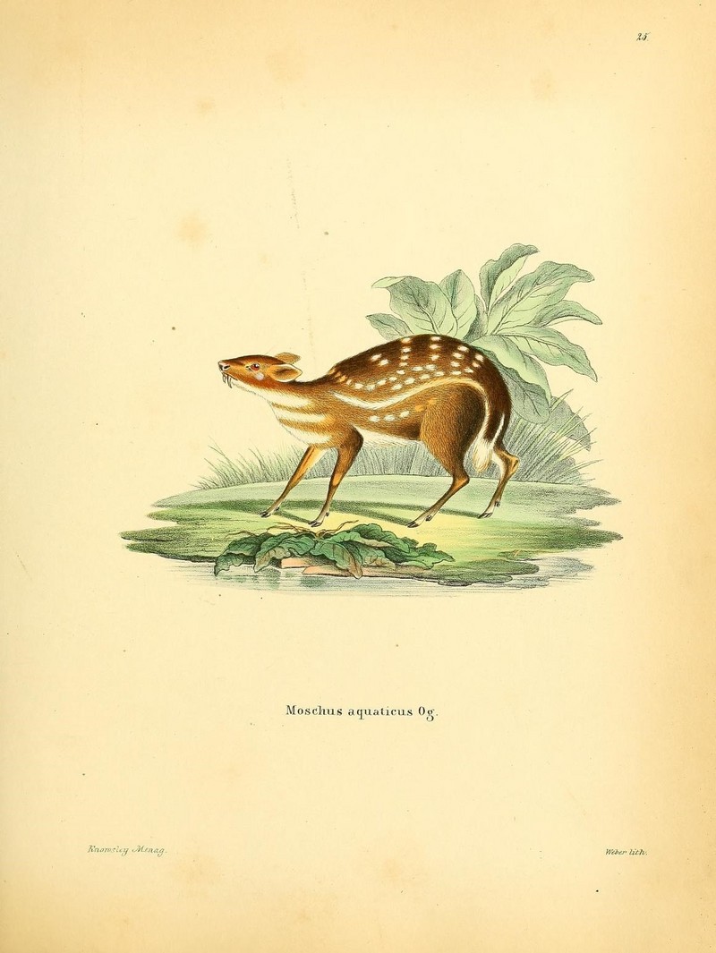 Die Säugthiere in Abbildungen nach der Natur, mit Beschreibungen (Plate 25) (8610054436).jpg