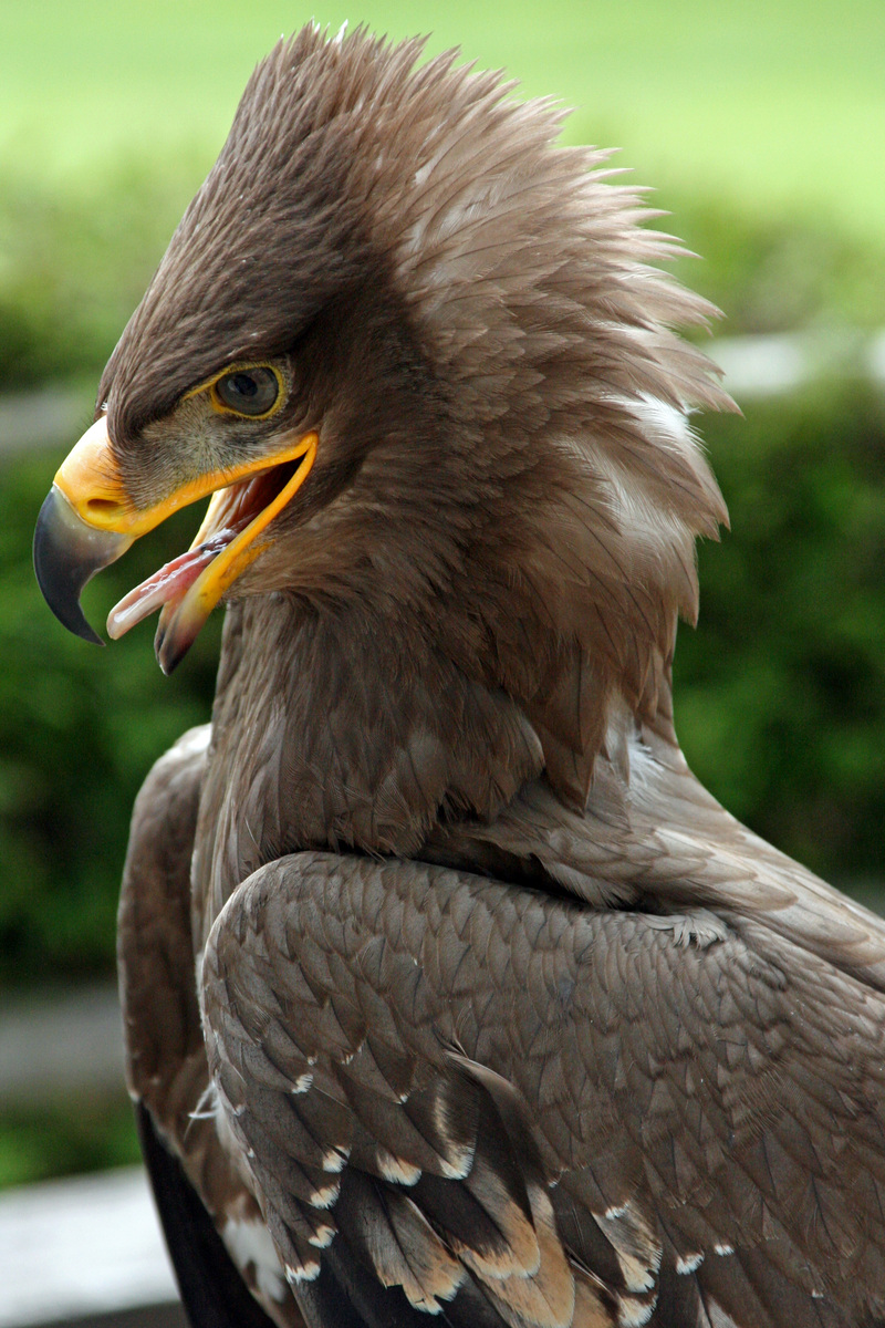 Steppe Eagle Aquila nipalensis head.jpg