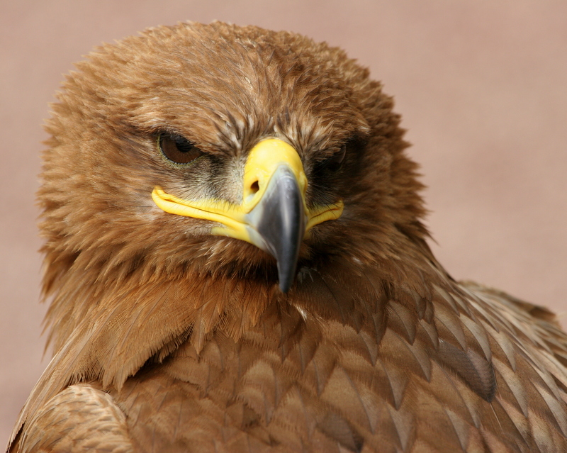 Steppe Eagle (by Scott Liddell).jpg