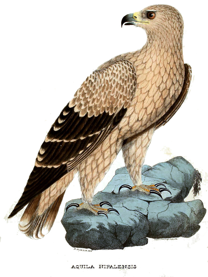 Aquila nipalensis Hodgson.jpg