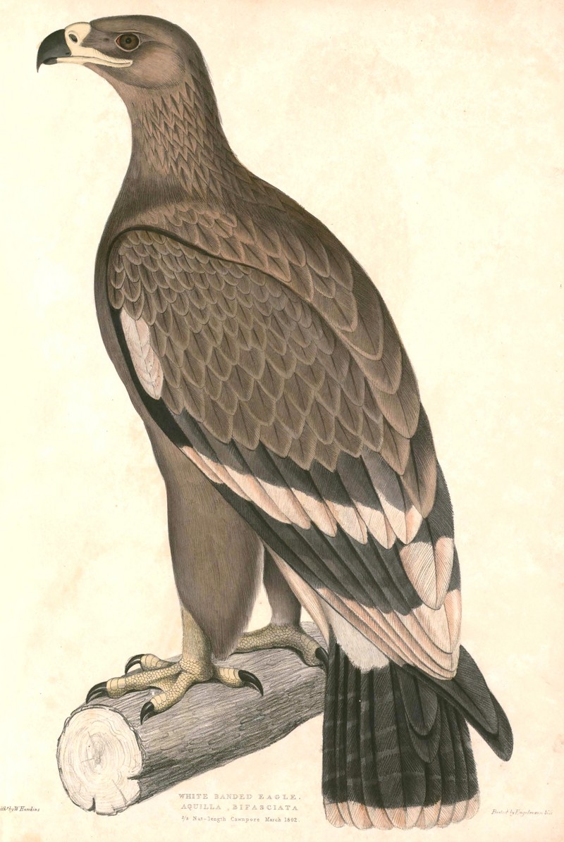 Aquila nipalensis nipalensis Hardwicke.jpg