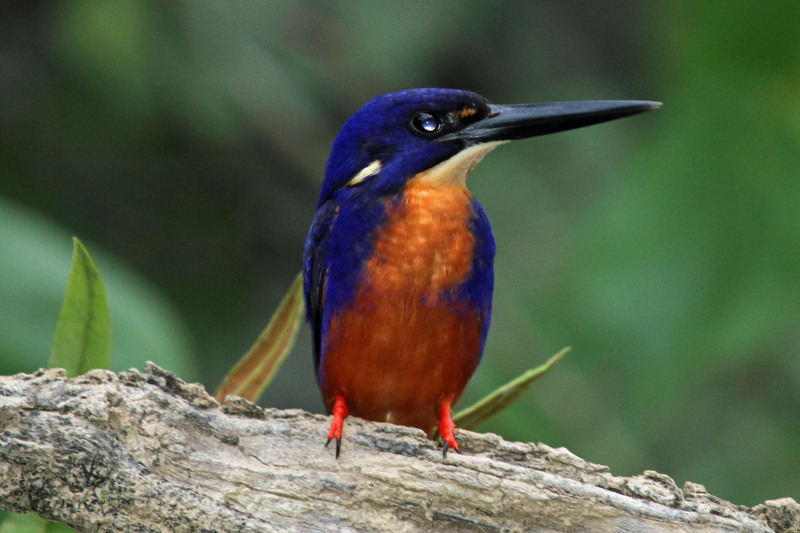Azure Kingfisher - Flickr - GregTheBusker.jpg