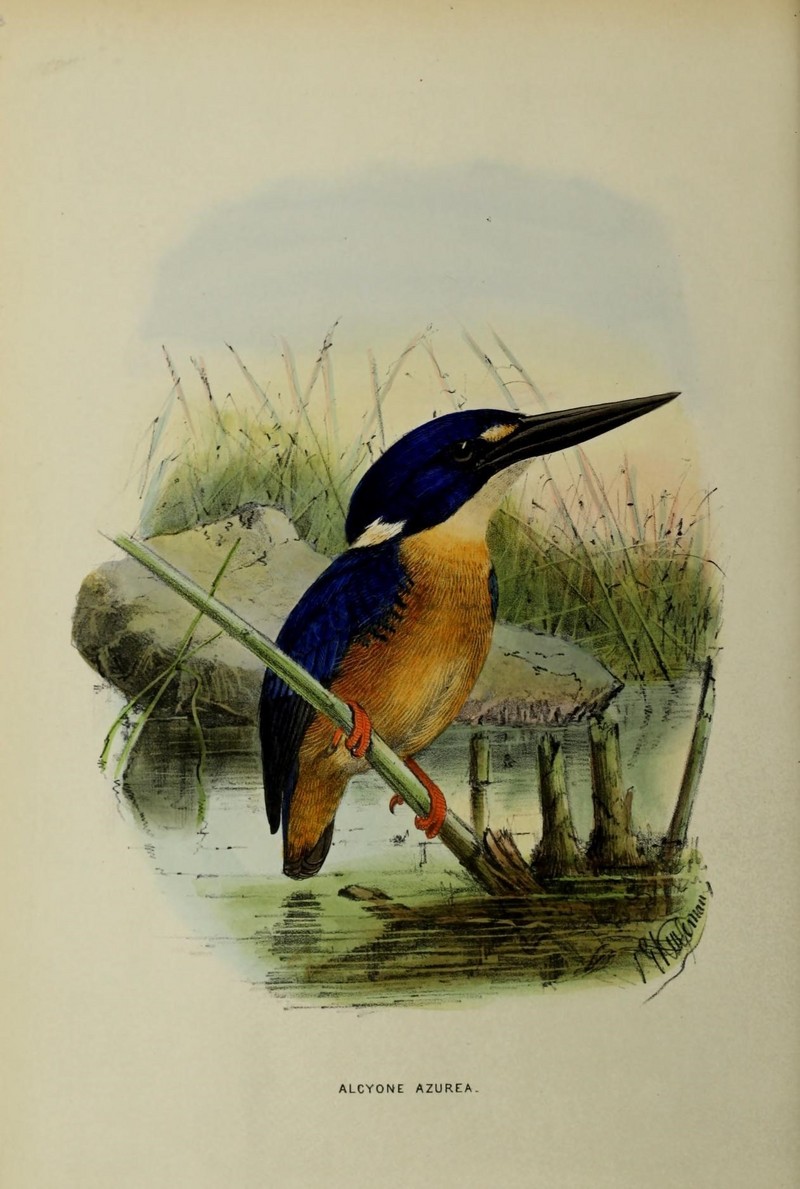 A monograph of the Alcedinidae (19645230710).jpg