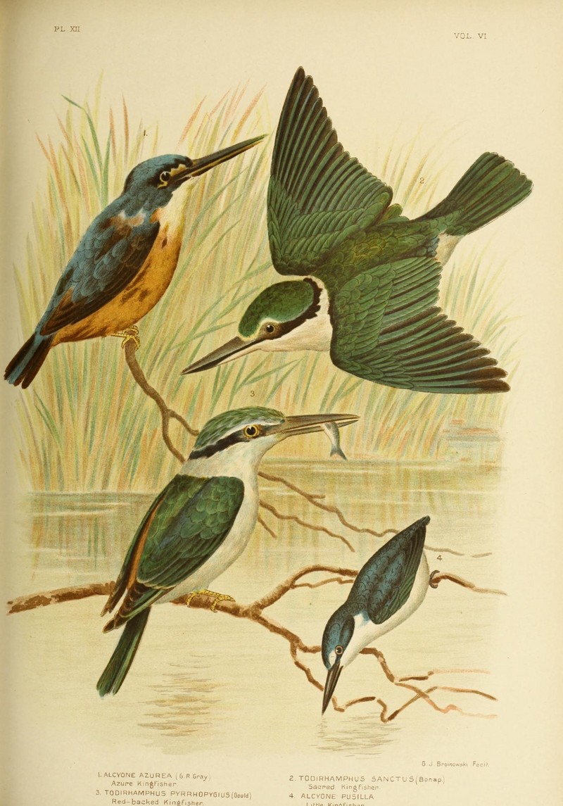 The birds of Australia (16880941829).jpg