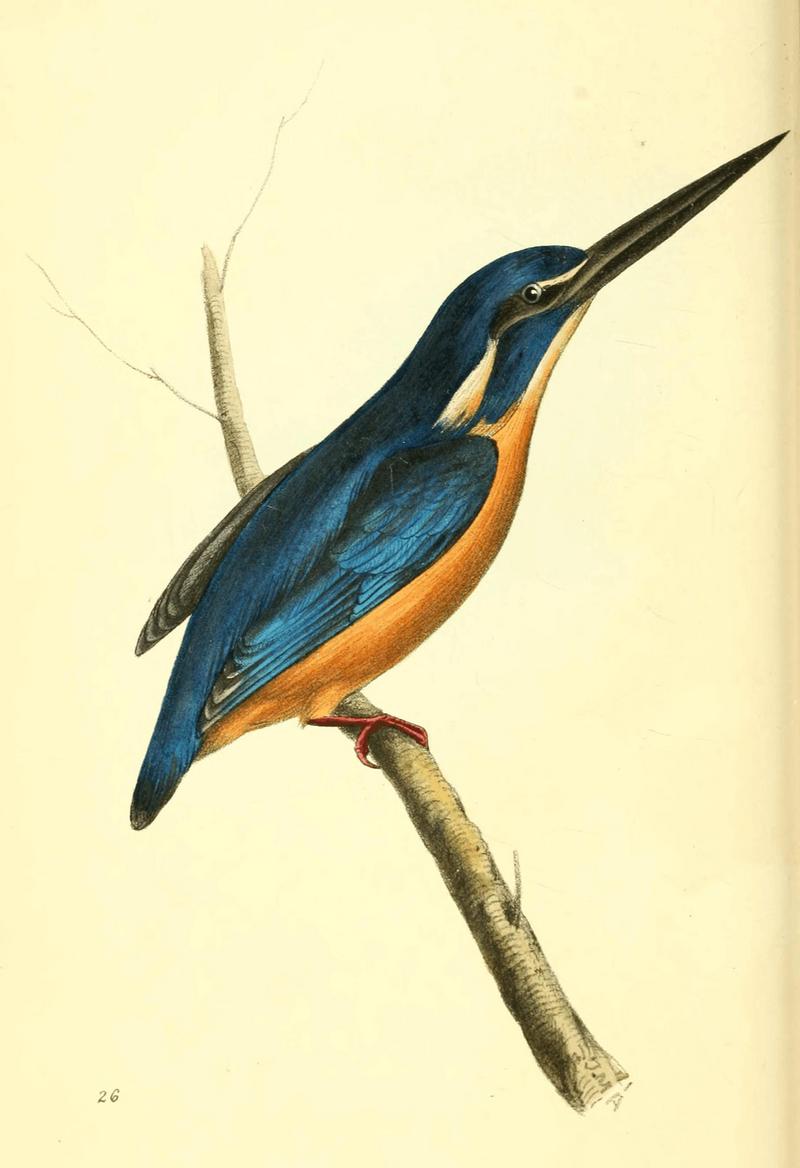 Zoological Illustrations Volume I Plate 26.jpg
