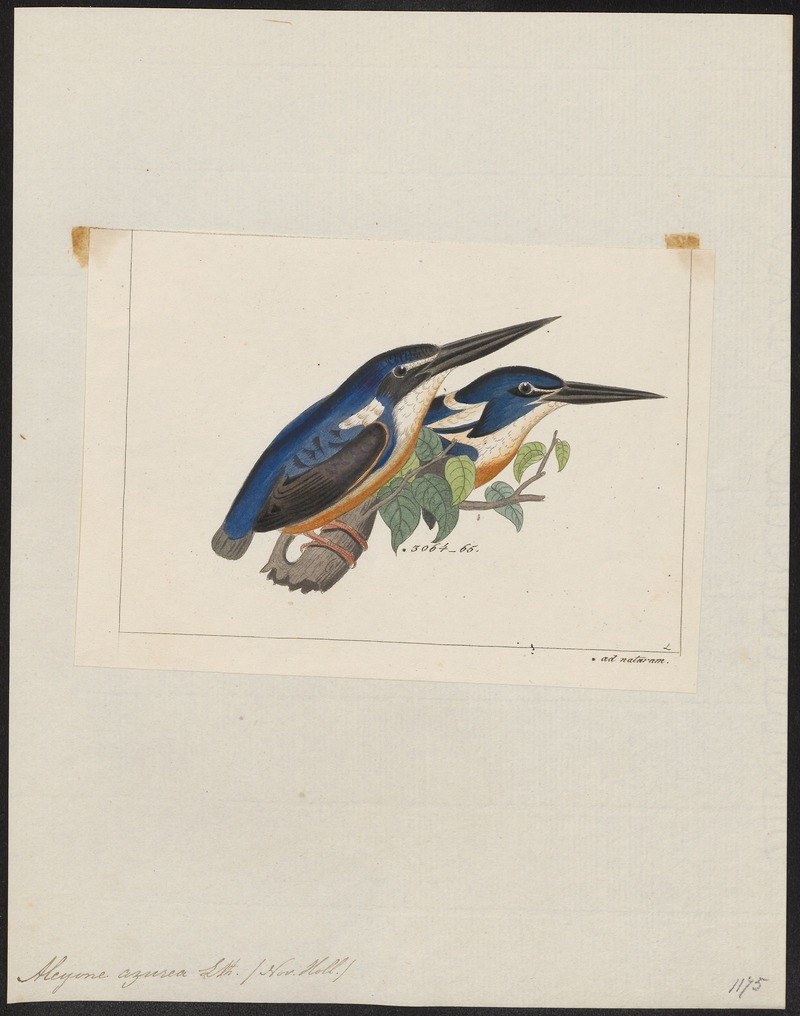 Alcyone azurea - 1820-1863 - Print - Iconographia Zoologica - Special Collections University of Amsterdam - UBA01 IZ16800231.jpg