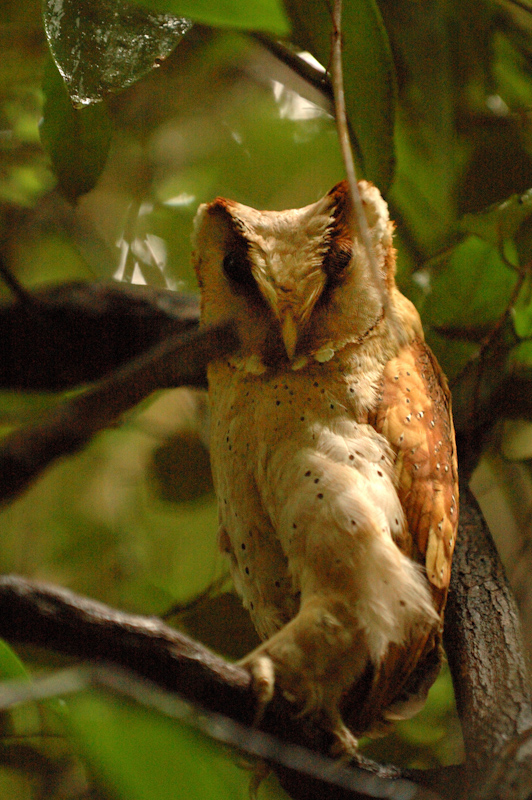 Oriental bay owl.jpg