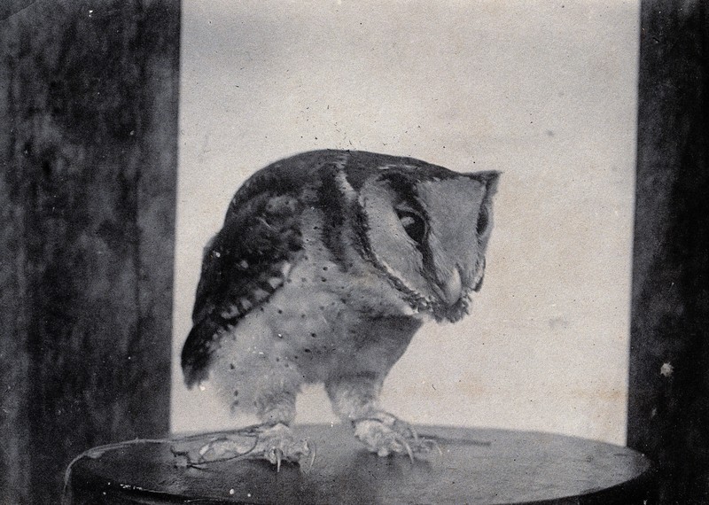 Sarawak; a captive owl (Photodilus badius). Photograph. Wellcome V0037480.jpg