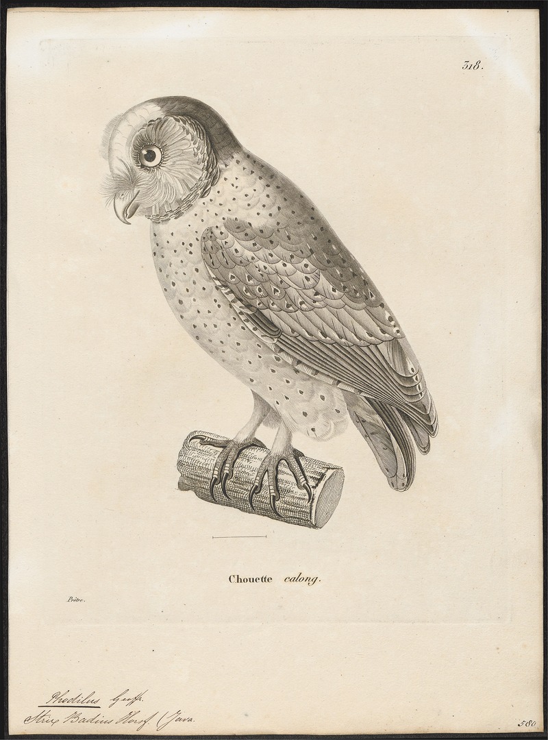 Phodilus badius - 1700-1880 - Print - Iconographia Zoologica - Special Collections University of Amsterdam - UBA01 IZ18400245.jpg