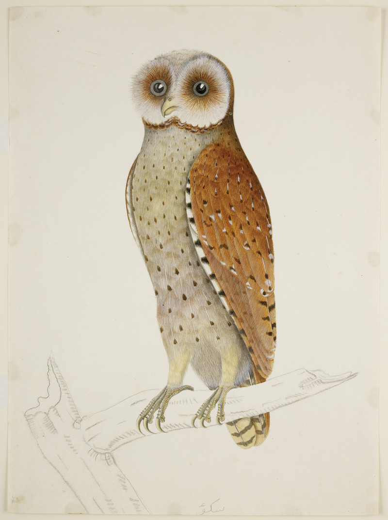 Bay Owl - 51 drawings of birds and mammals at Bencoolen, Sumatra (c.1824) - BL NHD 47-34.jpg