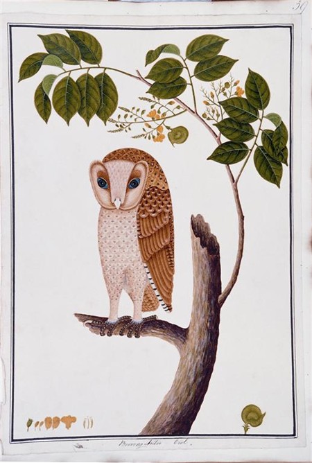 Boorong Antoo; Owl (William Farquhar Collection, 1819–1823).jpg