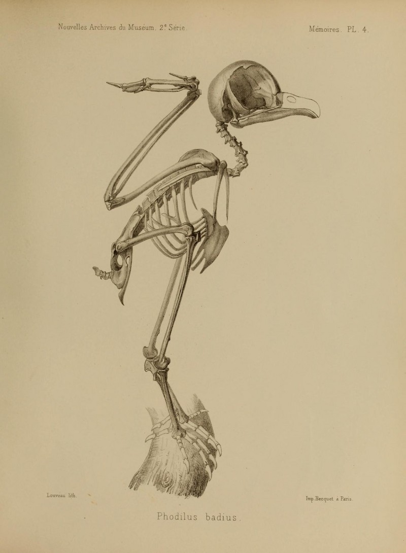 Nouvelles archives du Muséum d'histoire naturelle (Pl. 4) (7183152183).jpg